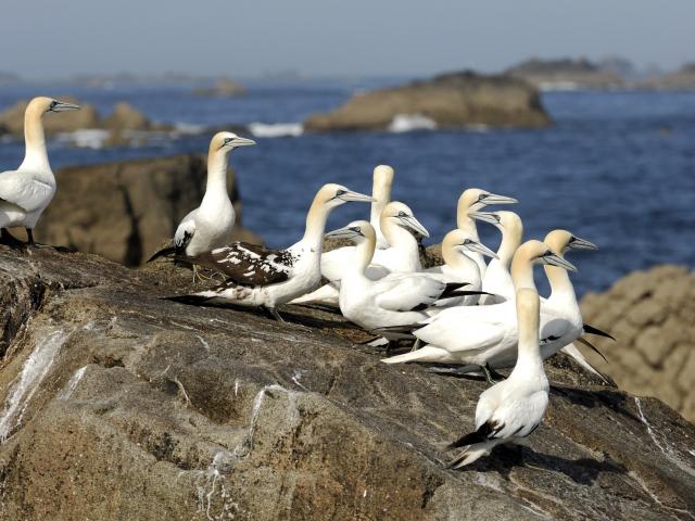 Archipel des 7 Îles Balade découverte d’1h45 4